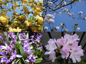 モッコウバラ、散り桜、紫蘭、石楠花